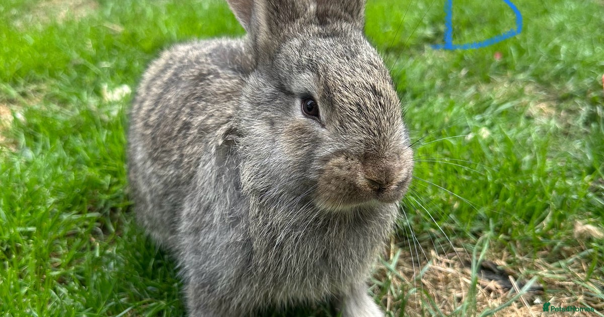 Two Male Continental Giant Rabbits For Sale for sale in Doncaster ...