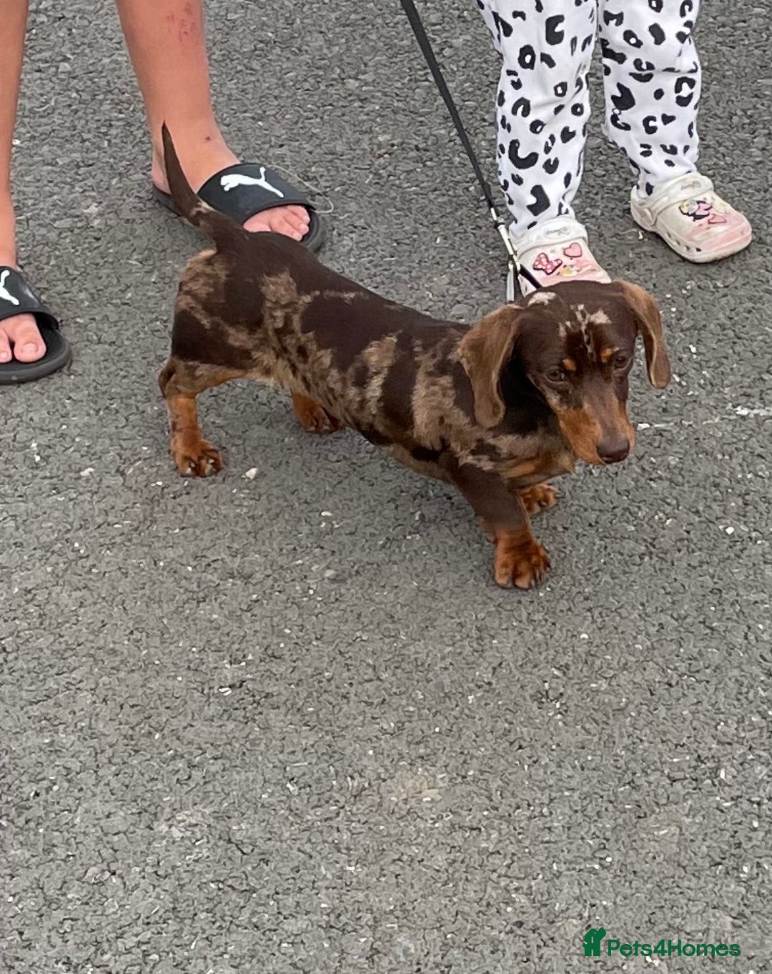 Mixed Breed dogs for sale: Mini Dachshund–Pomchi Pups - Advert 1