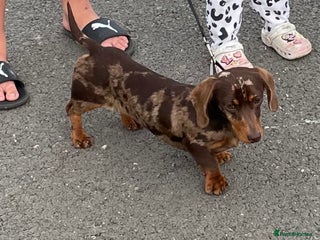 Mixed Breed dogs Mini Dachshund–Pomchi Pups - Advert 1