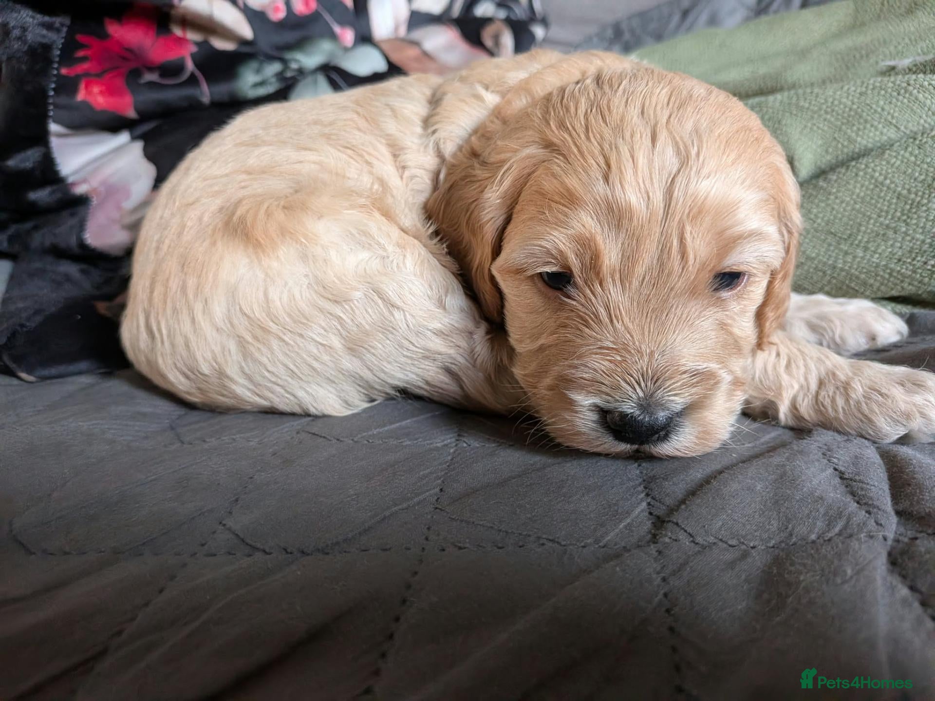 Mixed Breed dogs for sale: ADORABLE DOODLE PUPPIES – TAKING ENQUIRIES NOW!  - Advert 2
