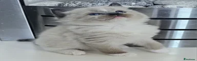 Ragdoll Kitten 1