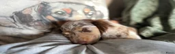 Miniature Dachshund dogs for sale: KC chocolate dapple dachshund  - Advert 7