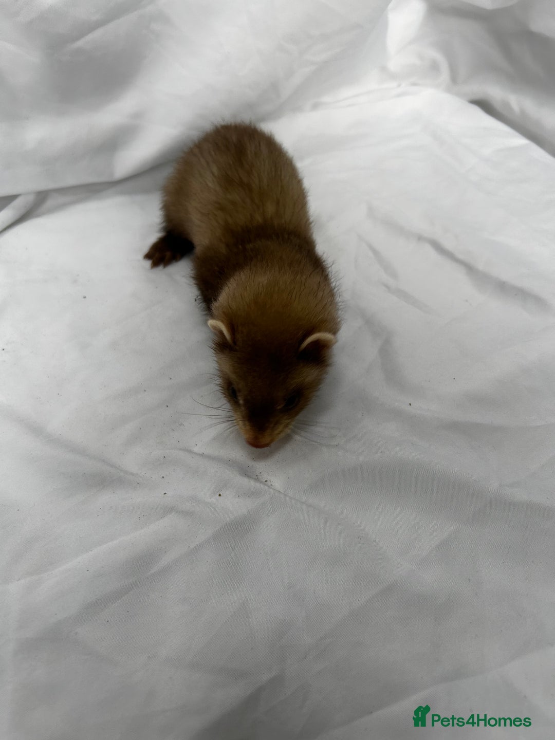 Ferret rodents for sale: Baby Ferrets - Image 35