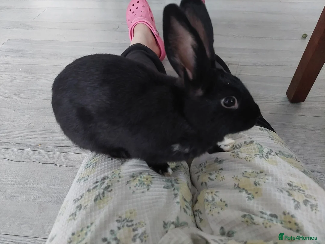 Mixed Breed rabbits for sale: Black mixed lop in Gillingham - Advert 2