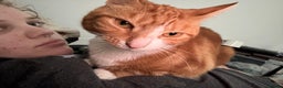 Mixed Breed cats for sale: Marla ginger cat  - Advert 8