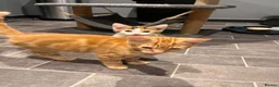 Mixed Breed cats for sale: Ginger male and calico female - Advert 4