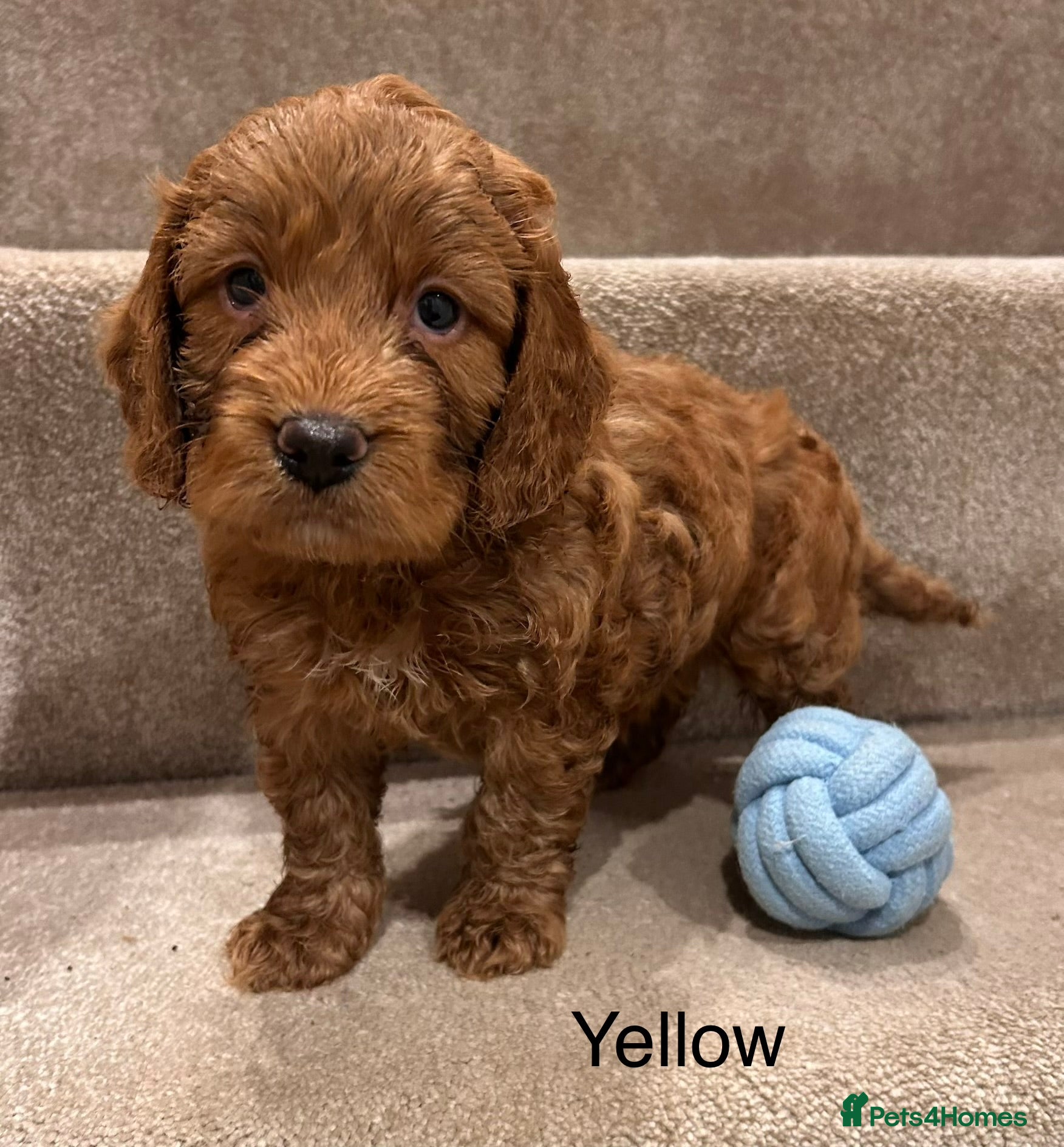 Cockapoo dogs *Last Male* F1b Cockapoo Puppies - Advert 2