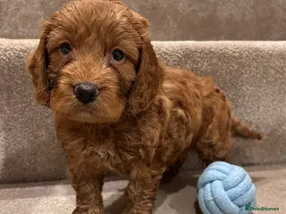 Cockapoo dogs *Last Male* F1b Cockapoo Puppies - Advert 2