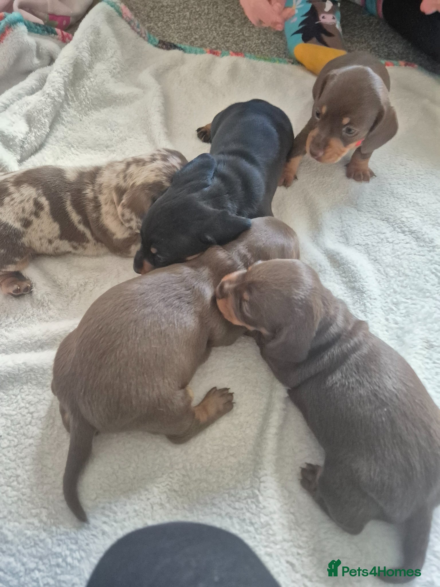 Dachshund dogs Miniature dauchound puppies  - Advert 7