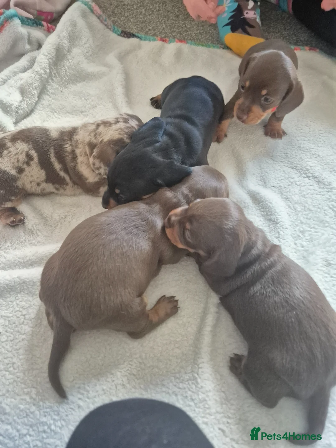Dachshund dogs for sale: Miniature dauchound puppies  - Advert 1