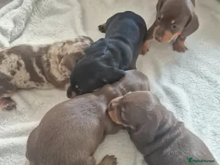 Dachshund dogs Miniature dauchound puppies - Advert 7