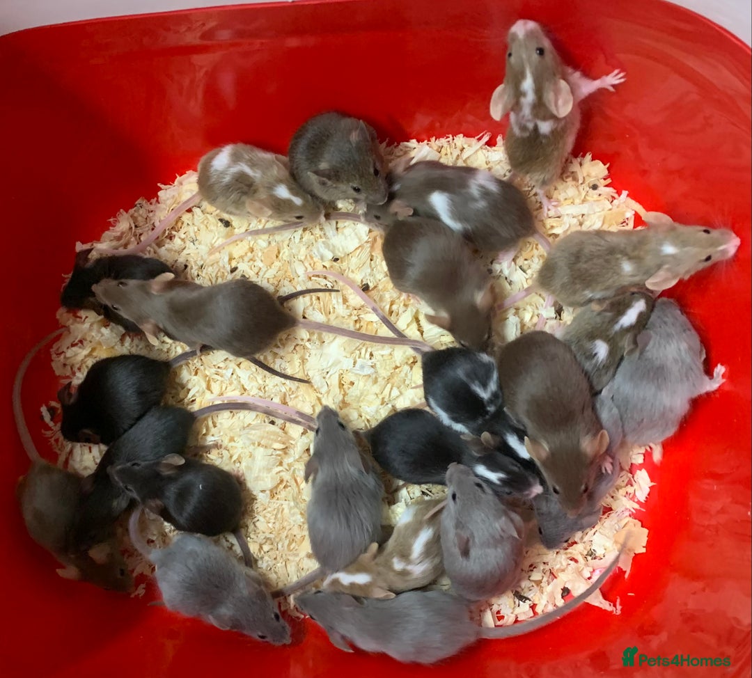 Rat rodents for sale: Beautiful tame fancy rats & mice - Advert 17