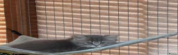 Persian cats for sale: 7 beautiful Persian x Ragdoll kittens - Advert 15