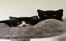 British Shorthair cats for sale: GCCF Pedigree Kittens - Ready Now - Image 9