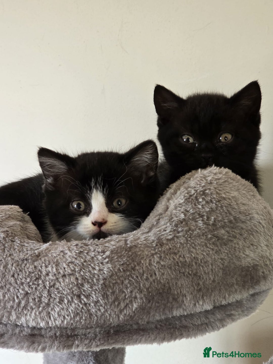 British Shorthair cats for sale: GCCF Pedigree Kittens - Ready Now - Image 9