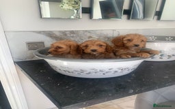 Cavapoo dogs for sale: Toy apricot Cavapoo puppies toy poodle - Image 6