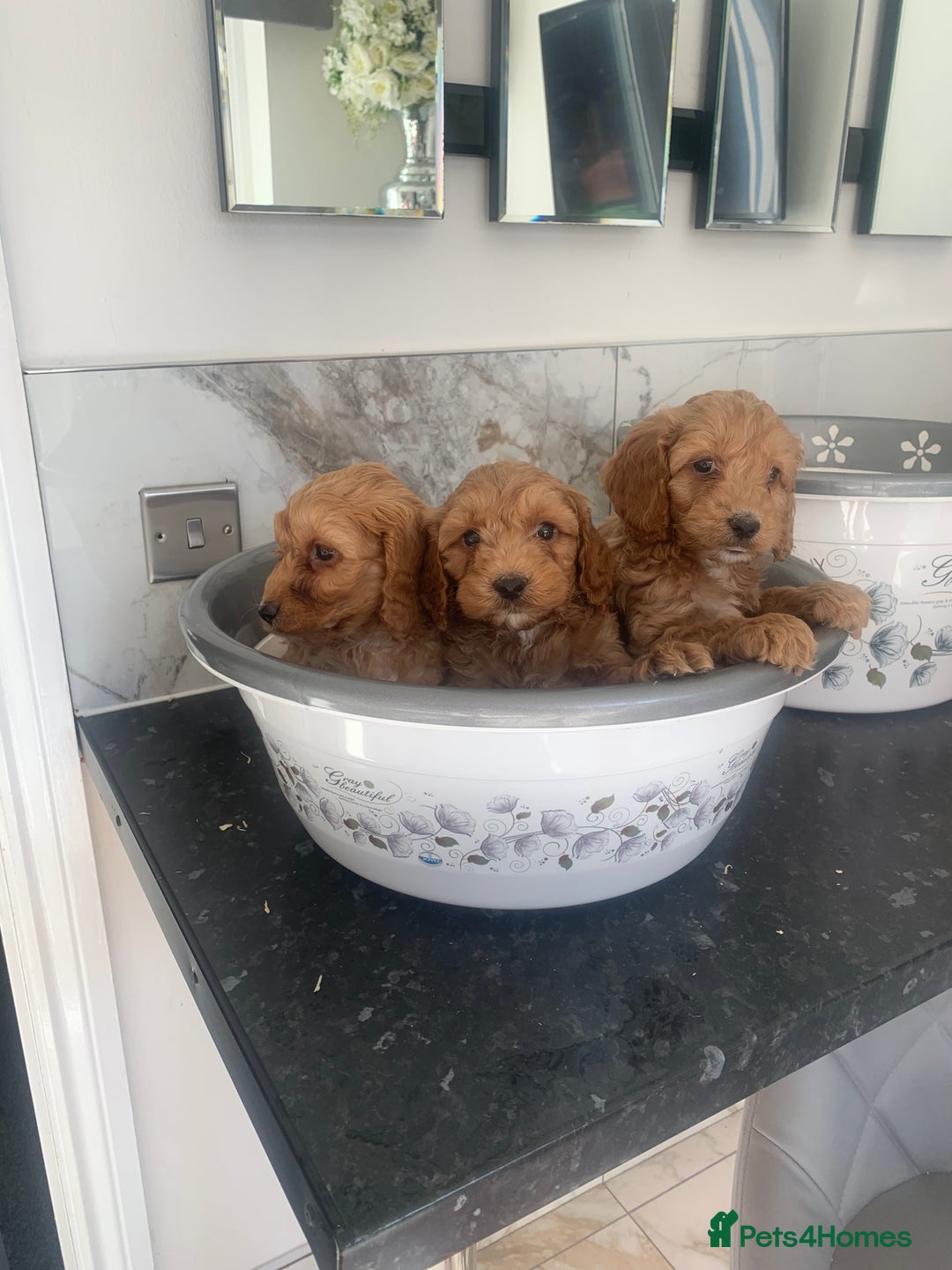 Cavapoo dogs for sale: Toy apricot Cavapoo puppies toy poodle - Image 6