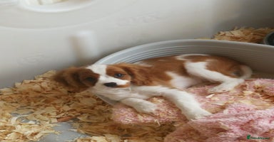 Cavalier King Charles Spaniel dogs in Carnforth - Advert 10