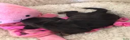 Cocker Spaniel dogs for sale: Unbelievable pure KC reg Show cocker puppies - Advert 26