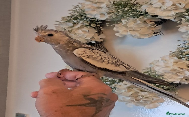 Cockatiels birds - Advert 1
