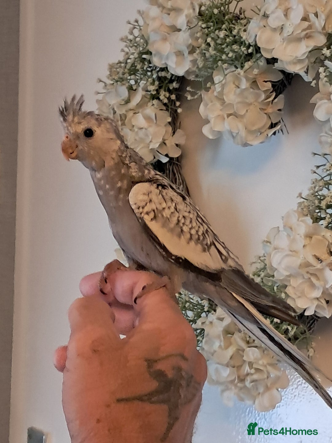 Cockatiels birds for sale: Hand reared baby cocktails very tame lovely birds  - Image 1