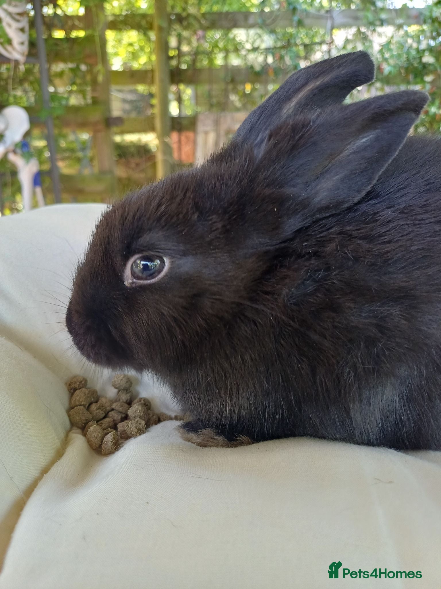 Mixed Breed rabbits 4 boy babies rabbits 🐇 10 weeks old  - Advert 1