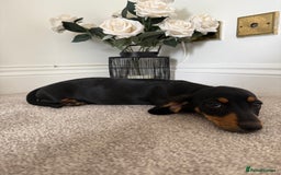 Miniature Dachshund dogs for sale: Ready now girl Miniature dachshunds  - Image 3