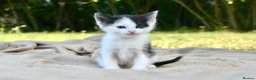 Ragdoll cats for sale: THE MOST BEAUTIFUL KITTENS  - Advert 9