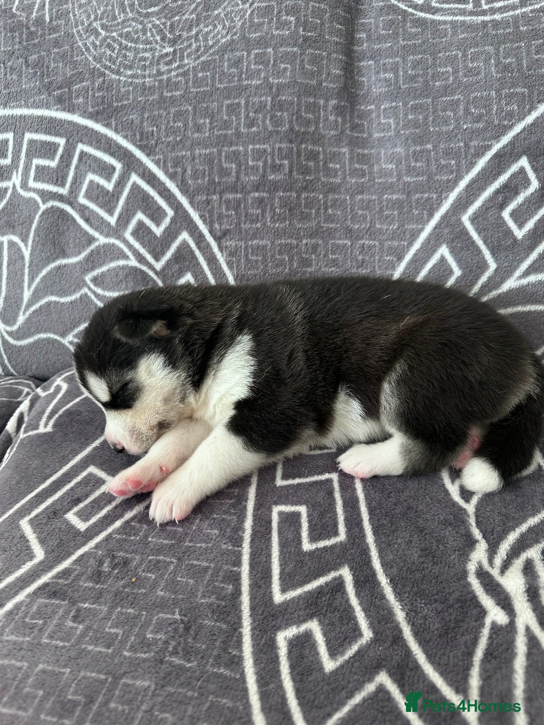 Siberian Husky dogs for sale: full-breed Siberian Husky Puppies  - Image 10