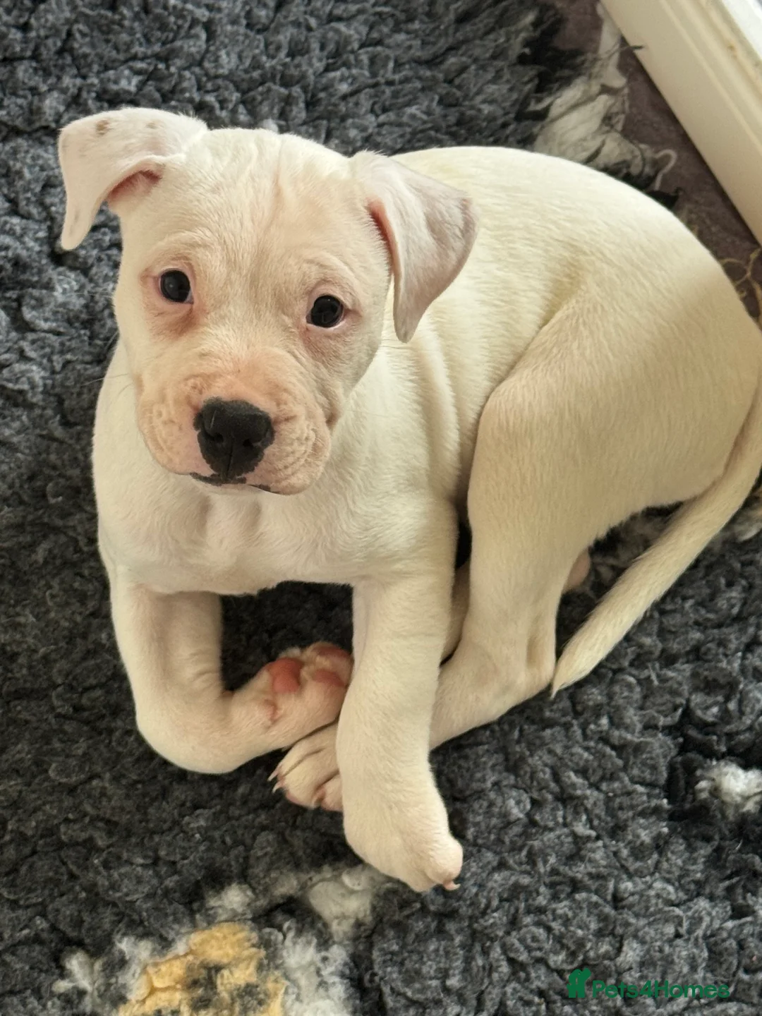 Staffordshire Bull Terrier dogs for sale: Stafford bull terrier female one left - Advert 2