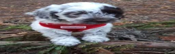 Cockapoo dogs for sale: F1 Roan Cockapoo-health tested,full refund guarant - Advert 5