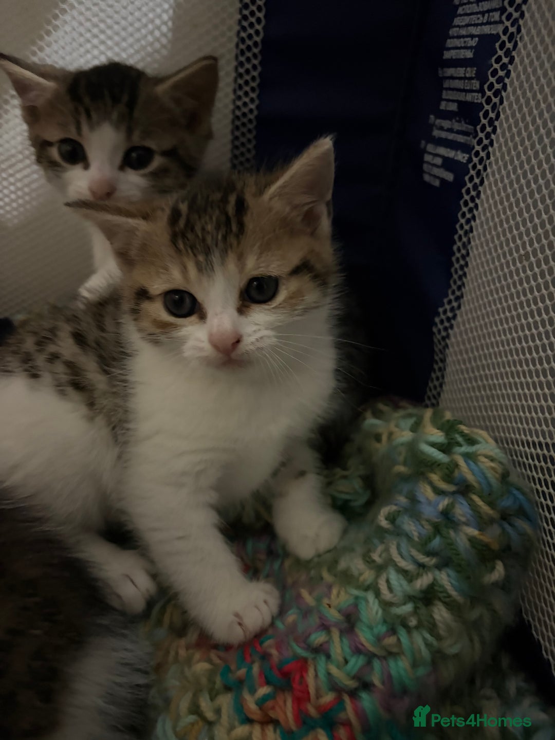 Mixed Breed cats for sale: 5 kittens needing loving home  - Advert 15