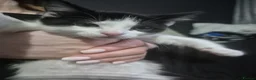 Turkish Van cats for sale: 3 beautiful kittens for sale.  - Advert 5