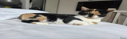 Mixed Breed cats for sale: Female kittens  - Advert 1