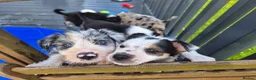 Mixed Breed dogs for sale: Beardie border x blue merle and tri coloured - Advert 12