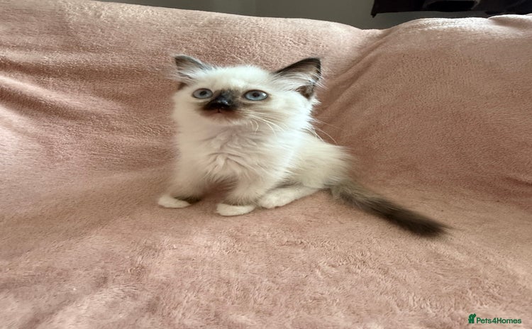 Ragdoll cats - Advert 8