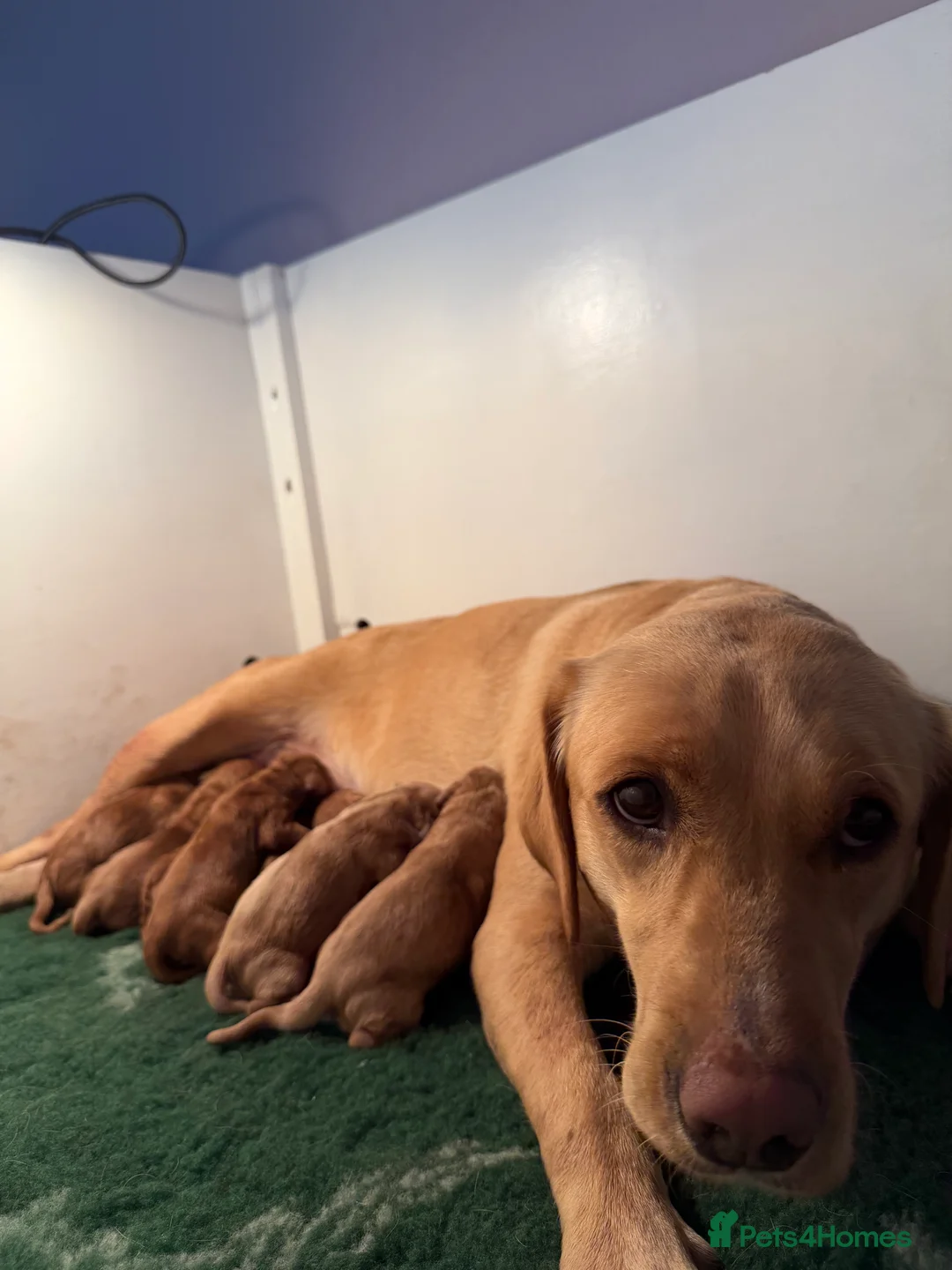 Labrador Retriever dogs for sale: Beautiful Fox Red and Yellow Labrador Puppies  in Gloucester - Advert 4