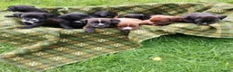 Mixed Breed dogs for sale: Luna sprocker x pattersdale terrier  - Advert 4