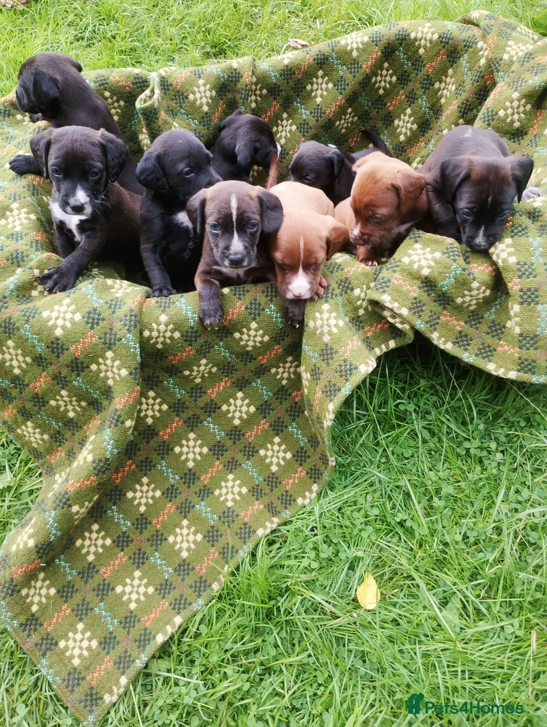 Mixed Breed dogs for sale: Luna sprocker x pattersdale terrier  - Advert 4