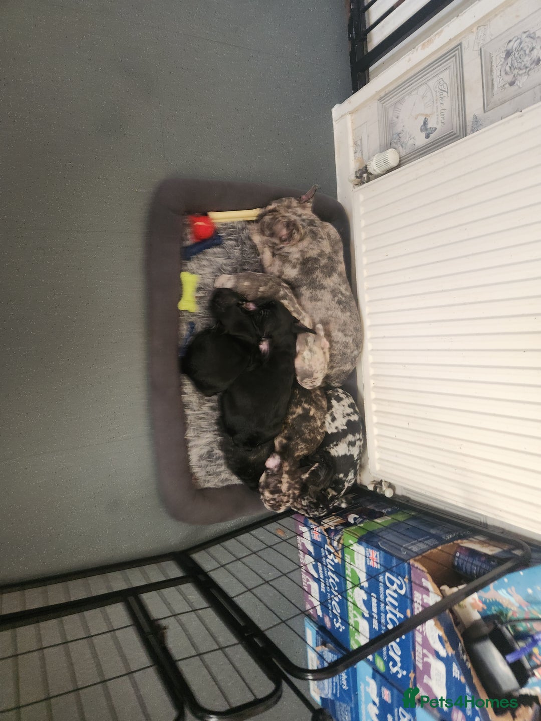 French Bulldog dogs for sale: Beautiful Puppy's For Sale  - Advert 8