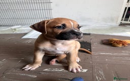 Mixed Breed dogs for sale: Cane corso x staffy  - Image 10