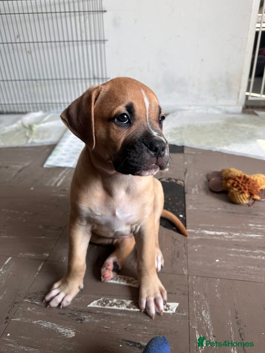 Mixed Breed dogs for sale: Cane corso x staffy  - Image 10