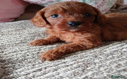 Cavapoo dogs for sale: Red cavapoo pups - Advert 22