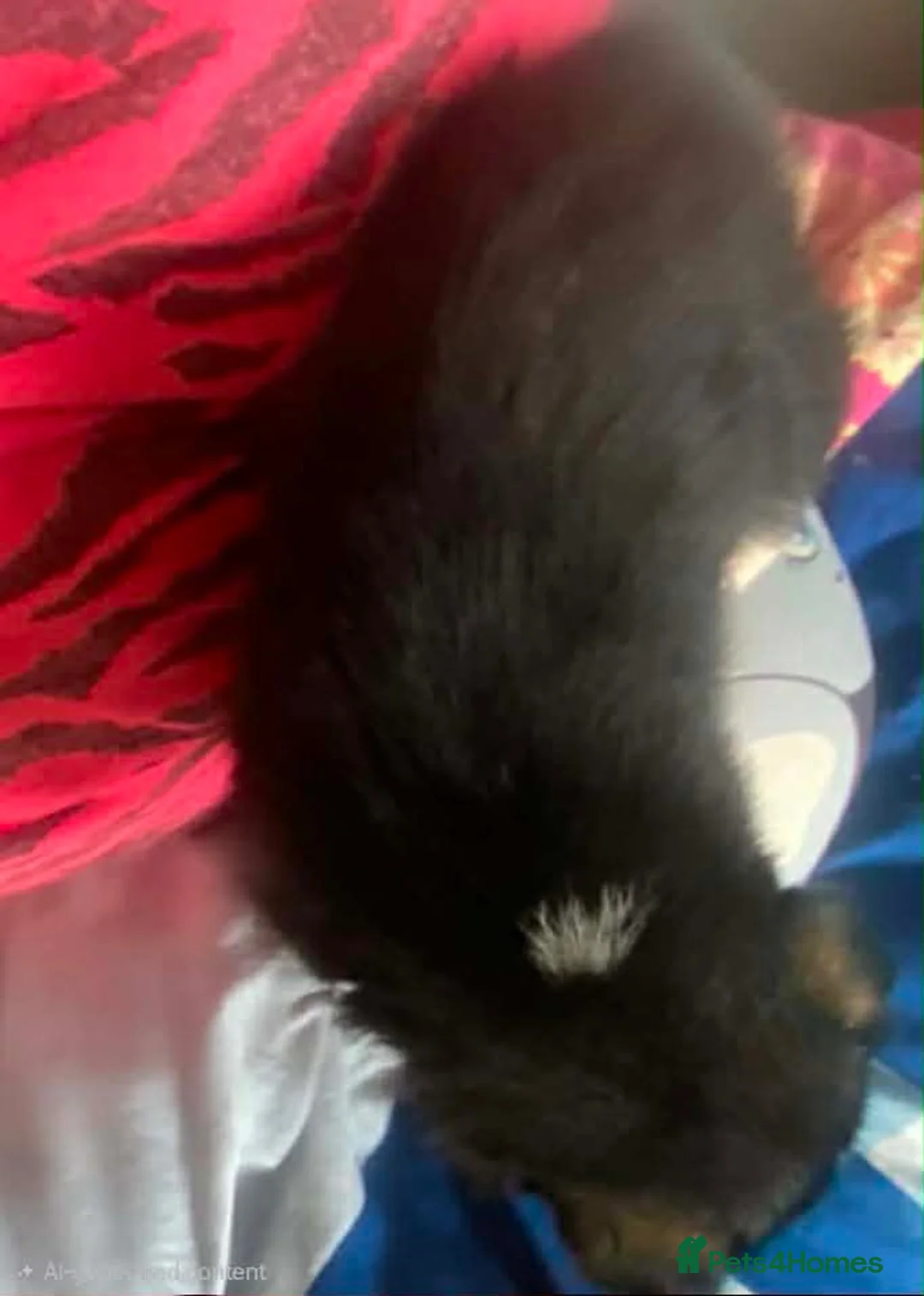 Mixed Breed dogs for sale: 5 x collie x husky x sheperd puppies in Newcastle upon Tyne - Advert 2