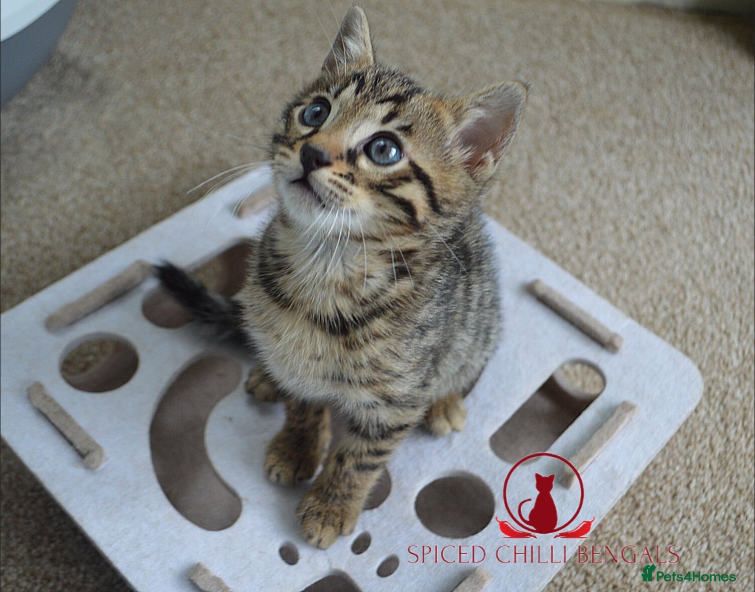 Bengal cats ✨️ CHAMPION TICA BENGAL KITTENS ✨️ - Advert 1