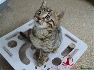 Bengal cats for sale: ✨️ CHAMPION TICA BENGAL KITTENS ✨️ - Advert 1