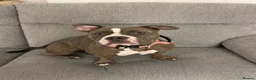 American Bulldog dogs for sale: American bulldog  in Lancaster - Advert 1