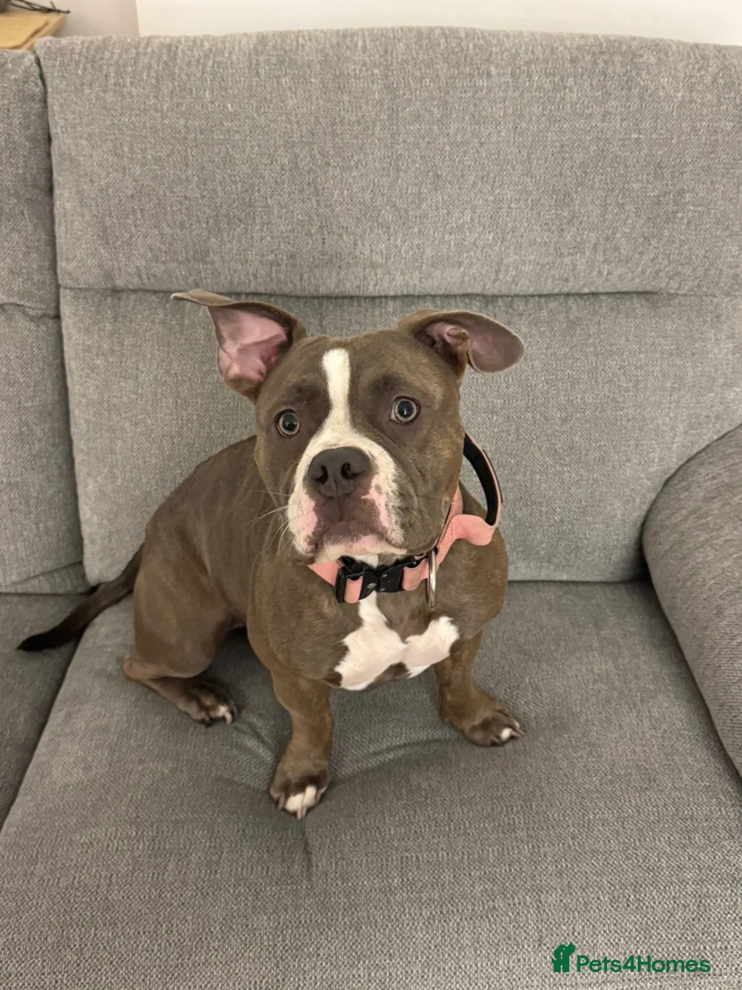 American Bulldog dogs for sale: American bulldog  in Lancaster - Advert 1