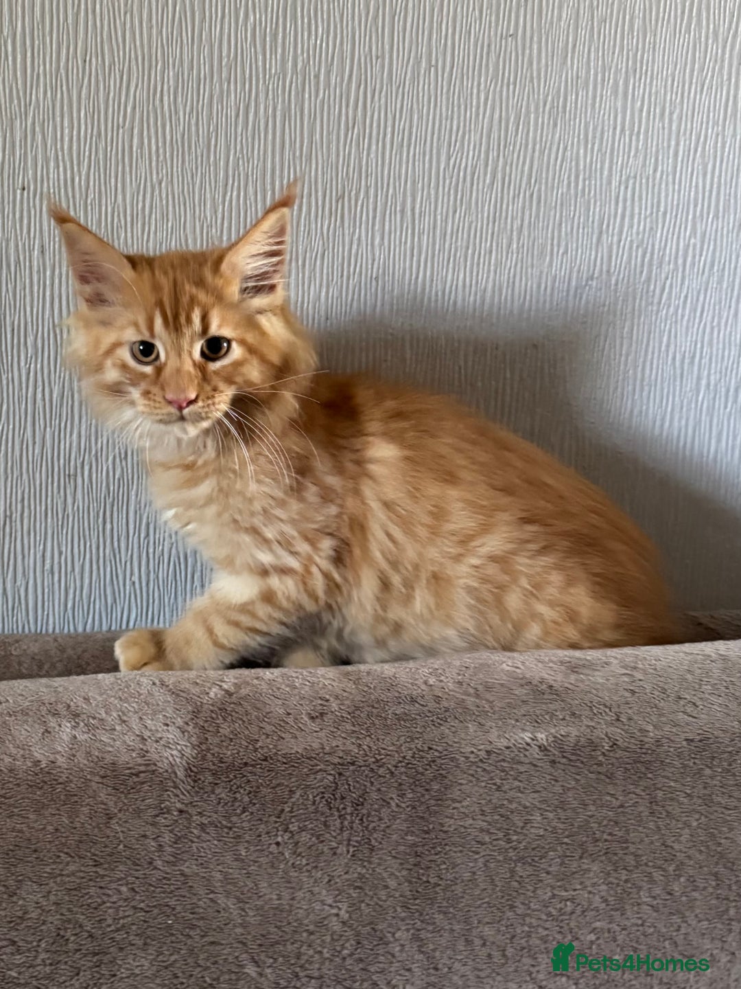 Maine Coon cats for sale: Ready now Maine Coon large Boys GCCF - Image 25