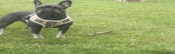 French Bulldog dogs for sale: FRENCHIE X PUPS FOR SALE  - Advert 3